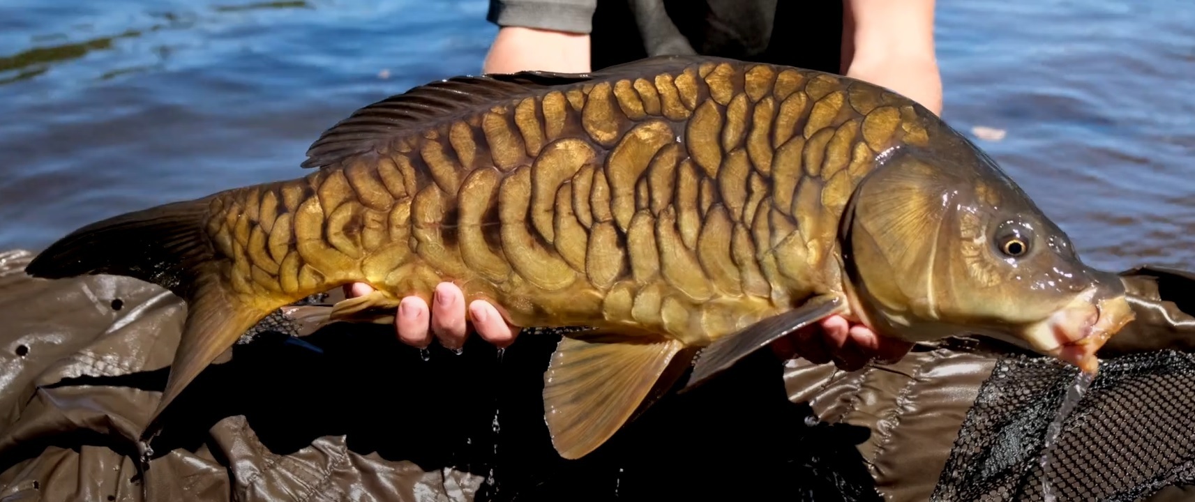 Daiwa Soldes Magasin -Daiwa Soldes Magasin 30923 800 Parcours peche carpe de nuit